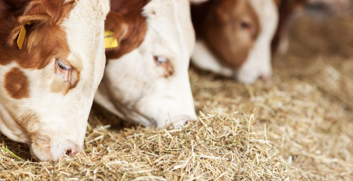 Feed Additives – Magic pill to mitigate high feed input costs