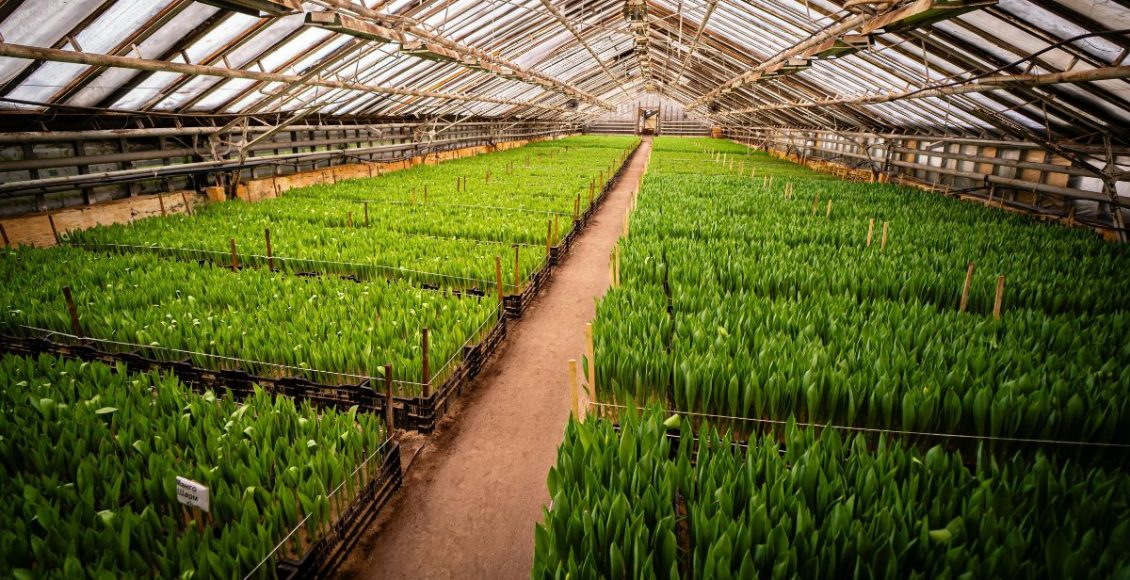 Can Biological Nitrification Inhibition (BNI) address greenhouse gas emissions from nitrogenous fertilizers?