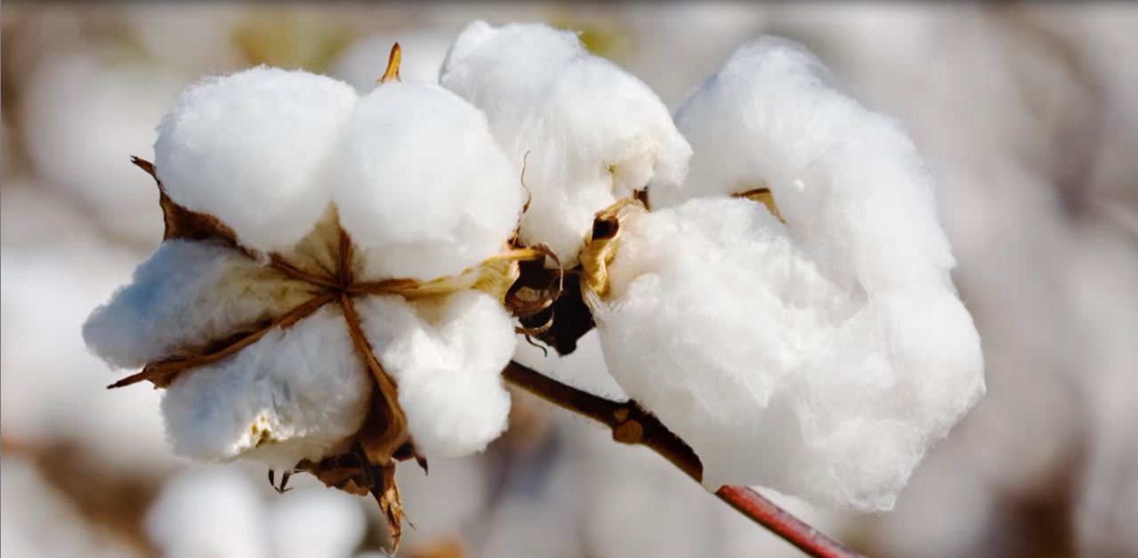 Bt Cotton royalty reduction: Boon or Bane?