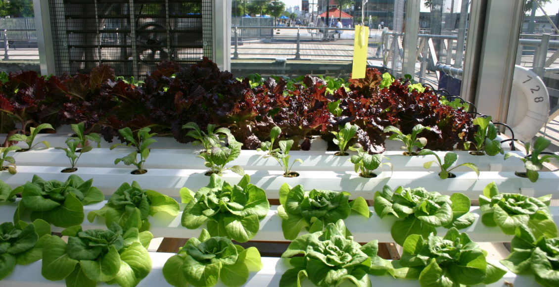 Increasing Relevance of Hydroponics
