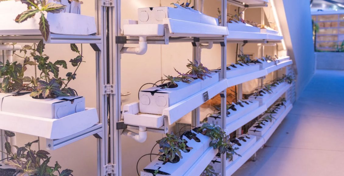 Vertical Farming – A farming practice with lots of potential and untapped opportunity for growing fruits and vegetables