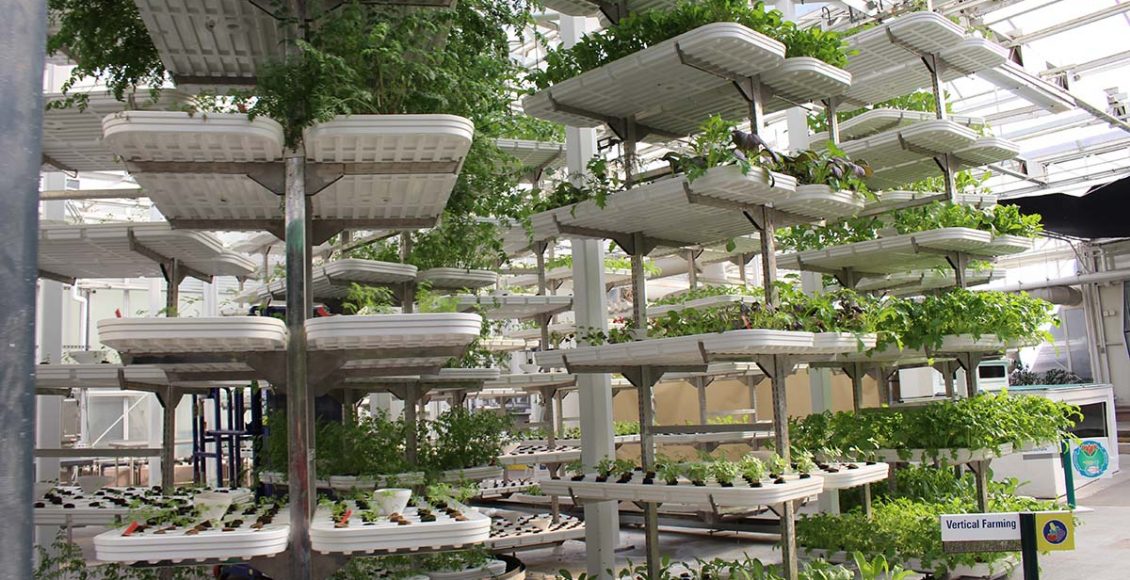 Vertical Farming – A farming practice with lots of potential and untapped opportunity for growing fruits and vegetables