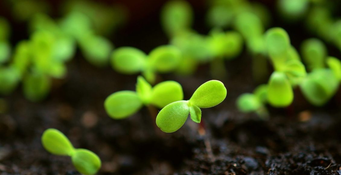 Need for Bio-stimulants Regulations in Indian Agriculture
