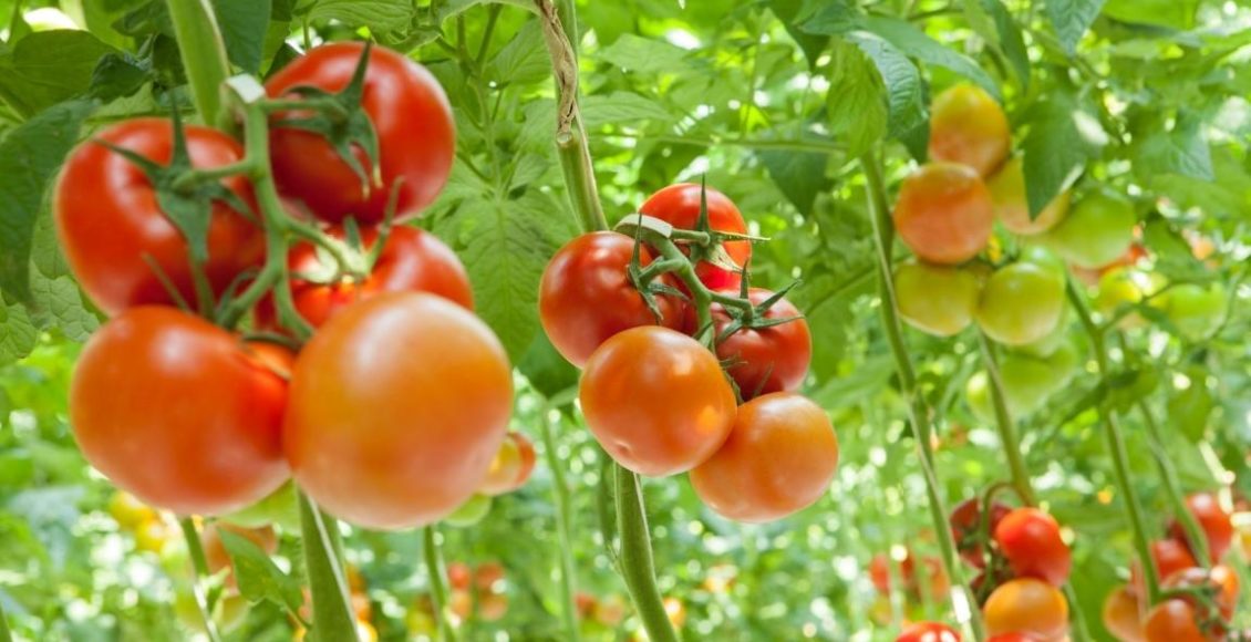Need for a multi-pronged strategy to revamp cold storage facilities covering entire food value chain!!
