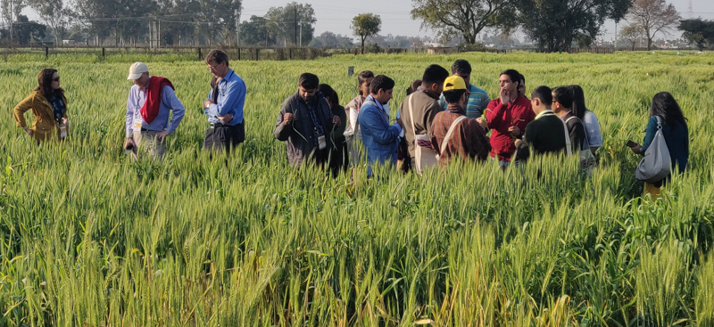 South Asian scientists trained on ‘art and science’ of wheat rust research