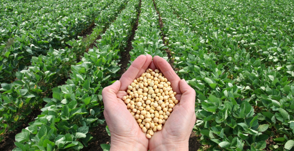 Seed regulatory compliance key to ensure FTO for a seed company