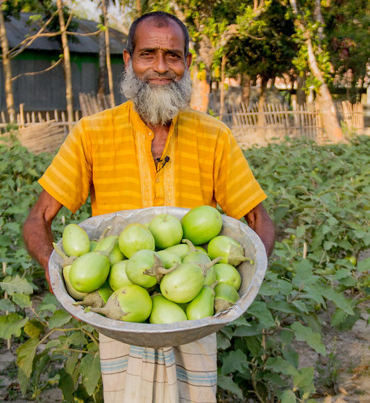 Bt eggplant in Bangladesh: Public sector paved the path for success, time now for private sector to step-in!
