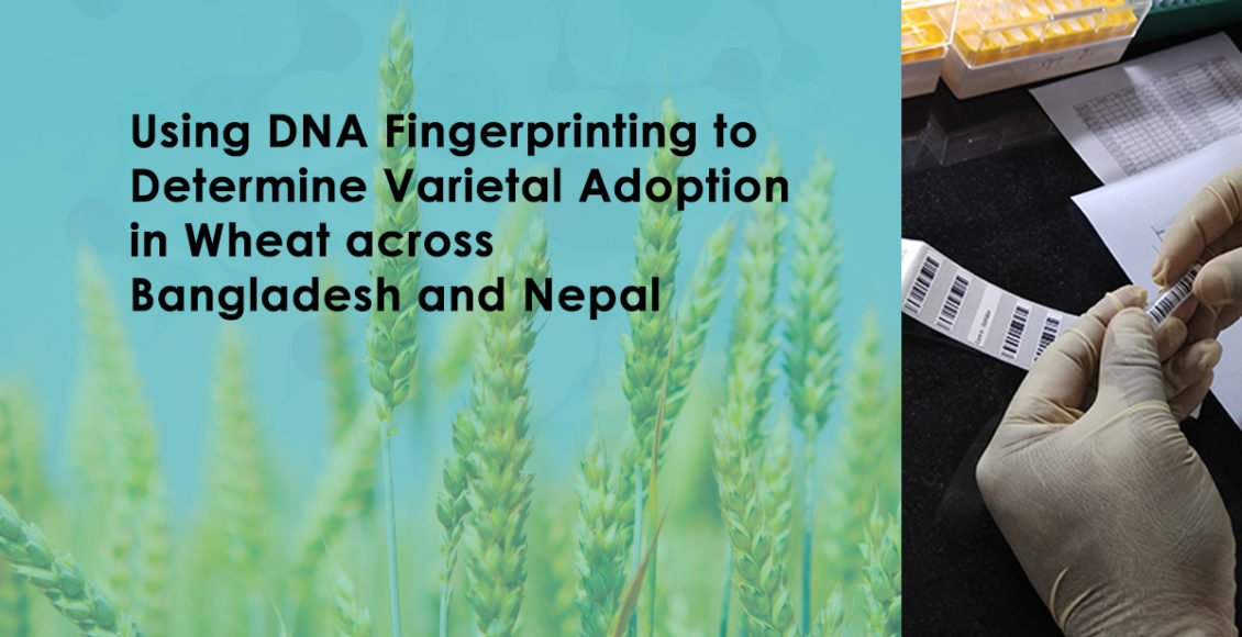 Using DNA Fingerprinting to Determine Varietal Adoption in Wheat across Bangladesh and Nepal