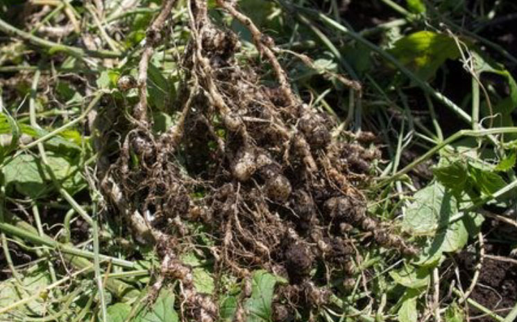 Biochemical & Biological Nematicides – Future of Phytoparasitic Nematode Management