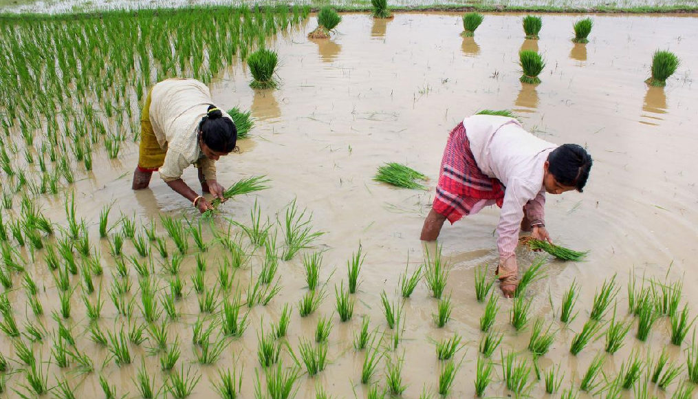Increase in Kharif sowing – Will it be boon or bane for farmers?