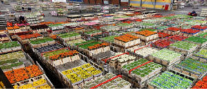 food export