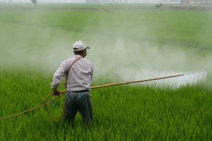 herbicide-avignon-in-rice-field-avignon-a-surname