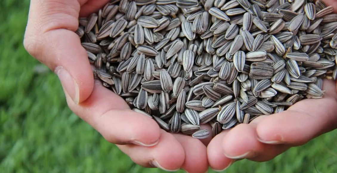 Adopting AI based solutions to transform seed value chains