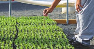 Technical due diligence of target seed company for acquisition by agrochemical major
