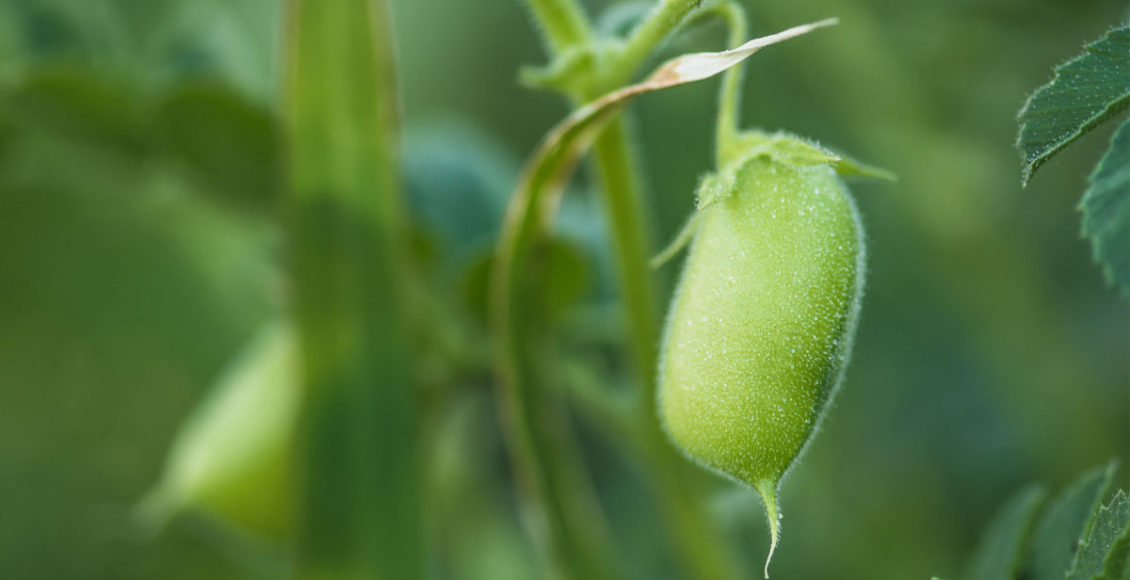 Disruptive Technology for Nitrogen Fixation in agriculture