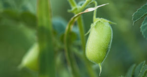 Disruptive Technology for Nitrogen Fixation in agriculture