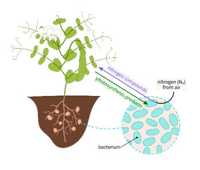 Nitrogen Fixation in agriculture