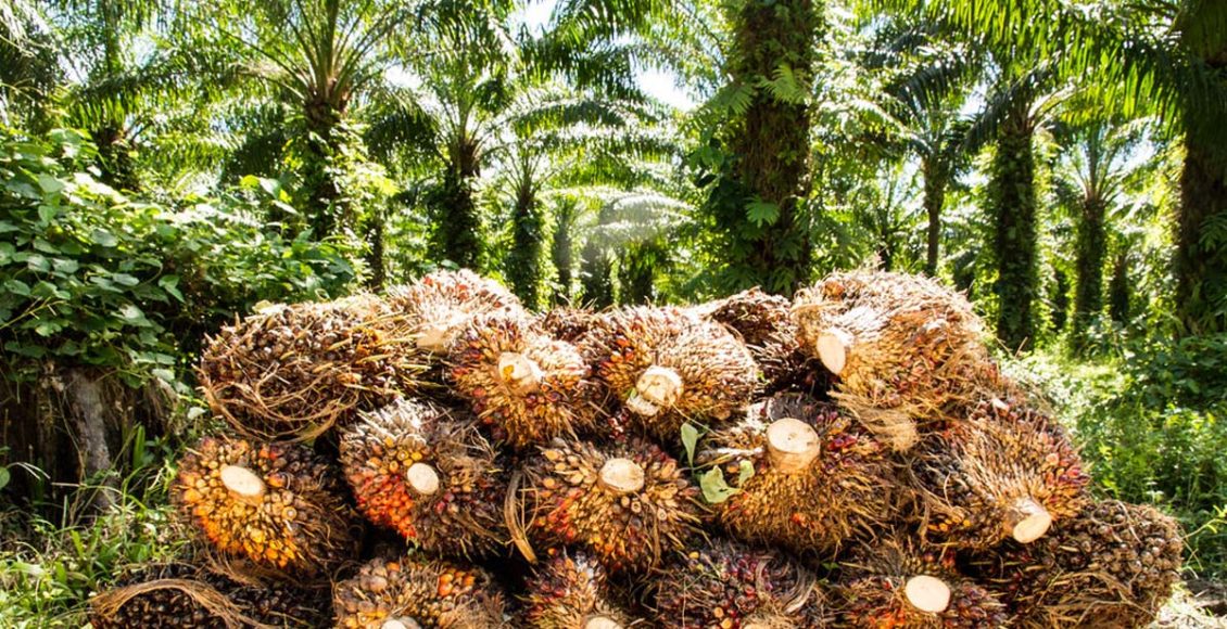 Oil palm in sustainable cropping system holds promise for India