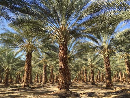 palm tree