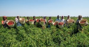 A boon or bane for Indian farmers