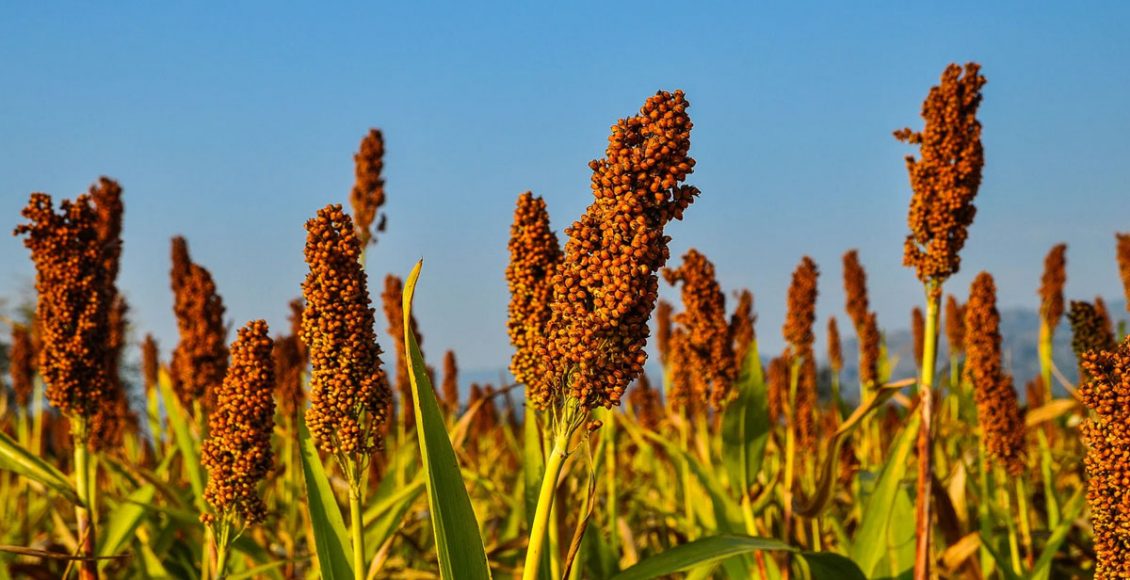 Adoption of biofortified crops through PPP model