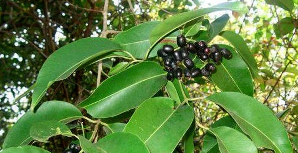 Underutilized crops for improving nutritional security