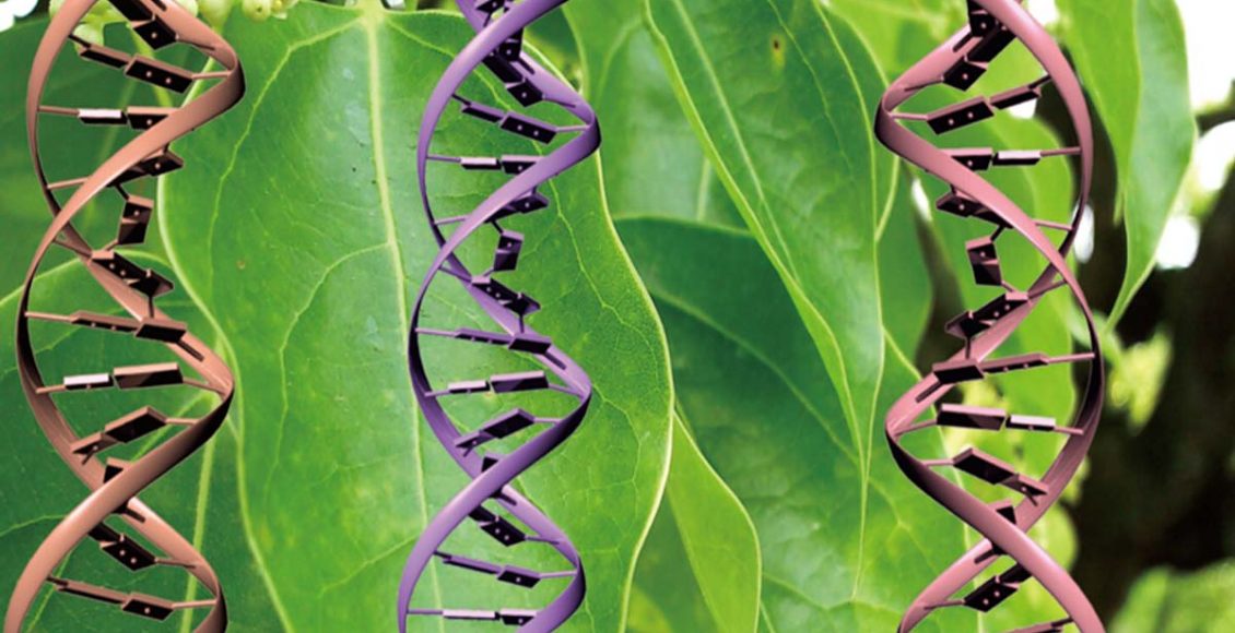 Challenges and Opportunities for seed companies