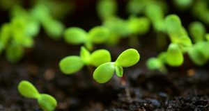 Need for Bio-stimulants Regulations in Indian Agriculture
