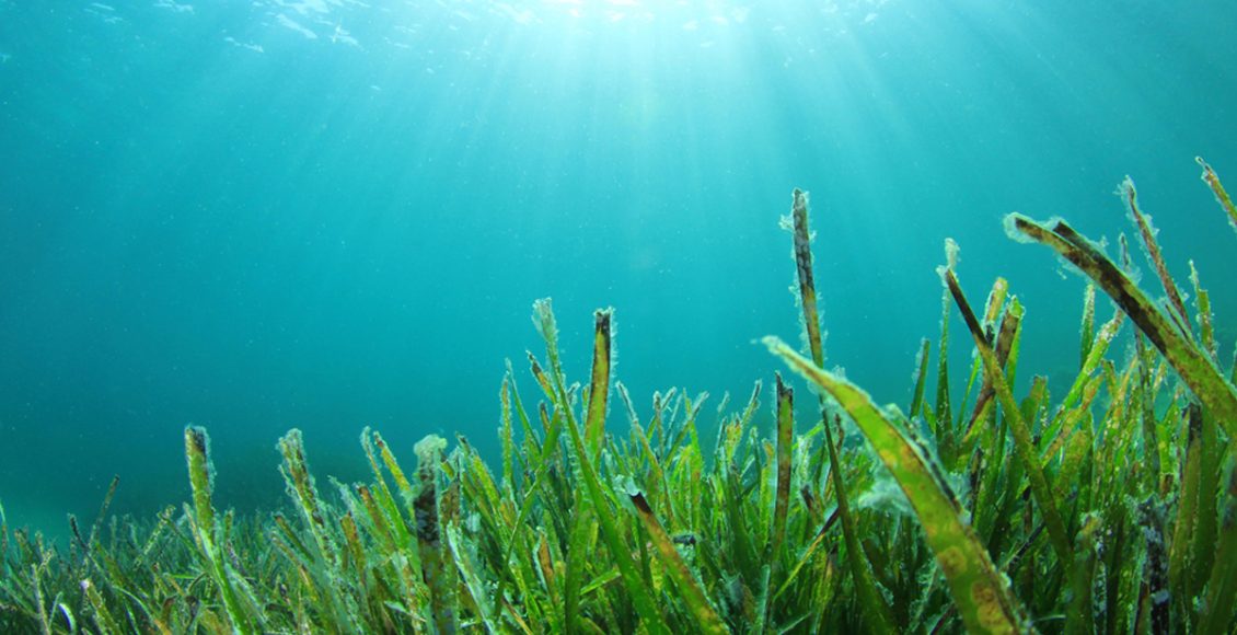 Seaweeds based Biostimulant- an upcoming ag-biological