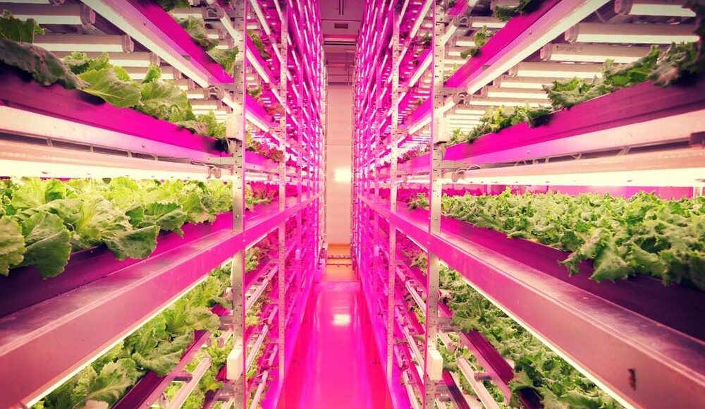 Advances in Soilless farming technology provides avenues for business expansion
