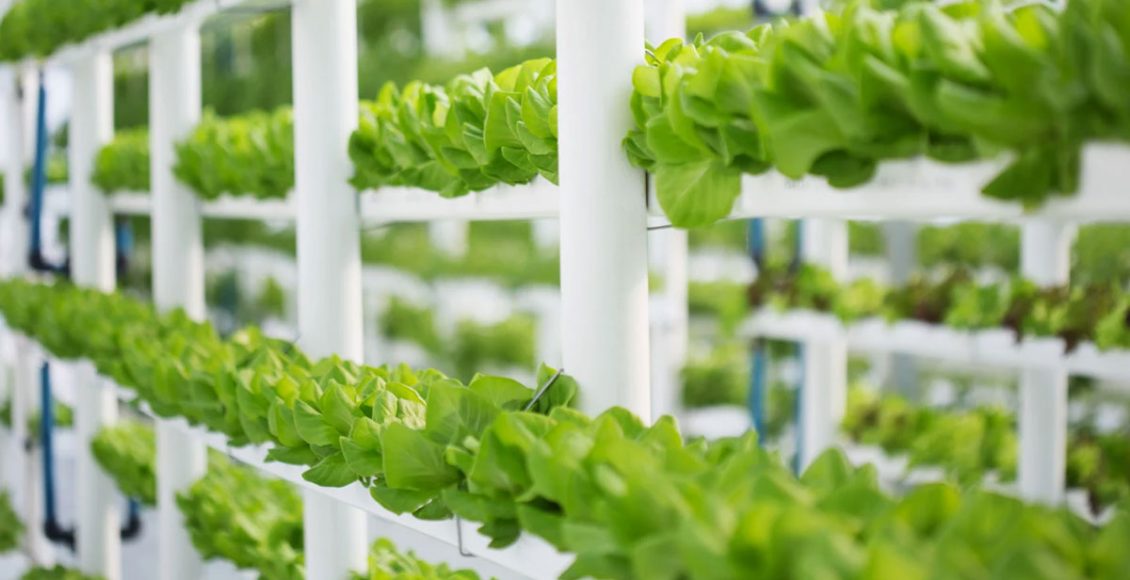 Advances in Soilless farming technology provides avenues for business expansion