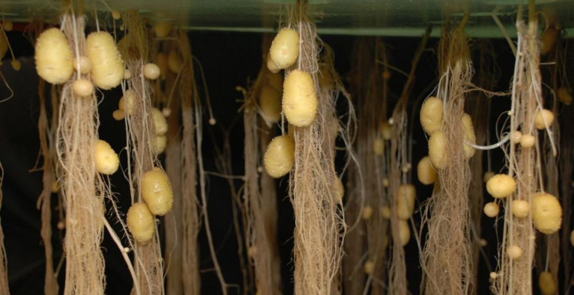 Challenges for soilless farming and industry preparedness to address these challenges