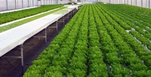 Growing Soilless