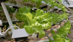 Soilless farming