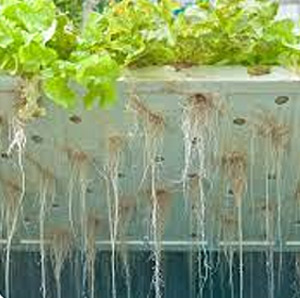 Soilless farming: Evolving market dynamics