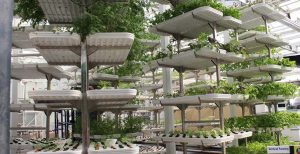 Vertical Farming – A farming practice with lots of potential and untapped opportunity for growing fruits and vegetables