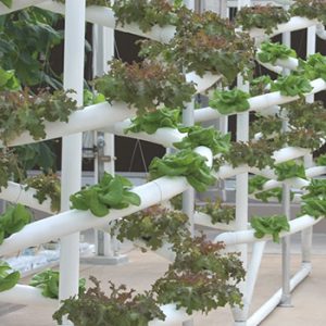 e horticultural ecosystem