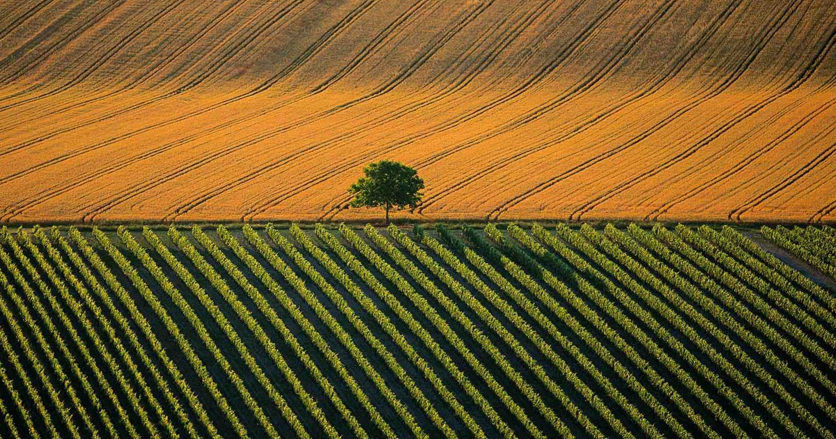 Development of business plan for a leading Indian conglomerate expanding into agri-business sector