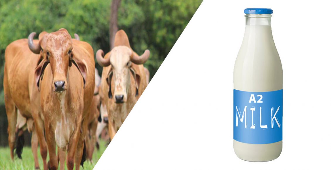 A2 branded milk in the Indian context – A case of market hype?