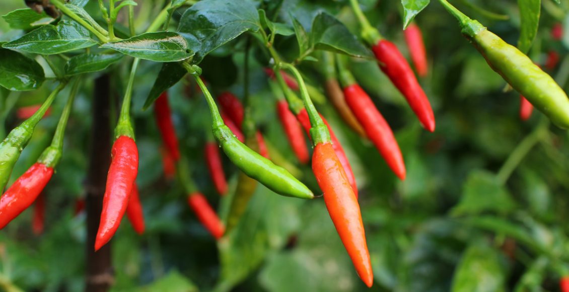 Chilli production under threat of thrips: Need for a holistic strategic approach to combat the pest
