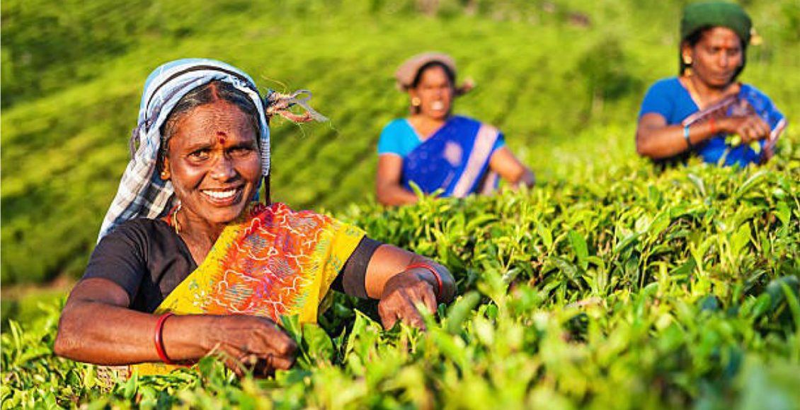 Unearthing Melodies of Agribusiness