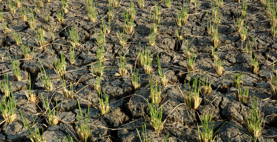 Tale of Sri Lanka Organic Hotchpotch and Opportunities for India
