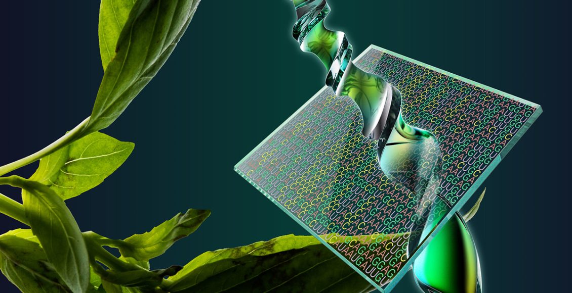 Complementary Tools Set to Accelerate the Agriculture Research to Increase Productivity