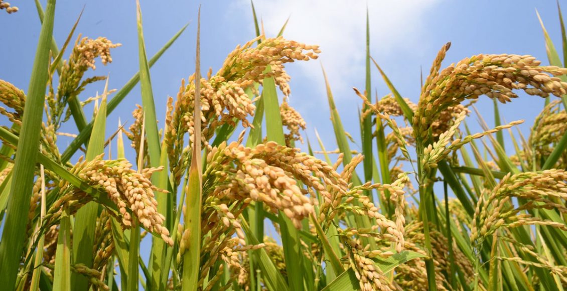 Complementary Tools Set to Accelerate the Agriculture Research to Increase Productivity