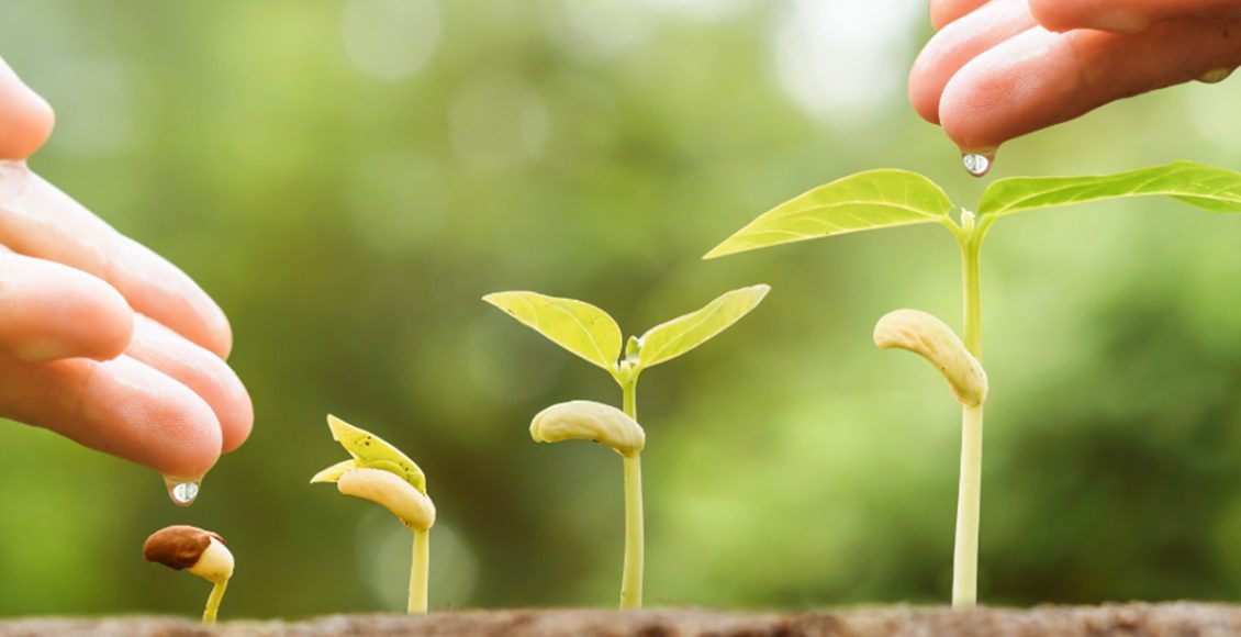 The Power of Collaboration in the Seed Industry: Cultivating Success Together