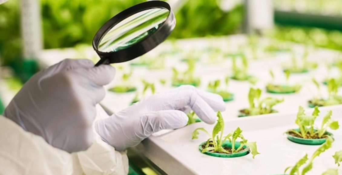 The Economic Impact of the Indian Seed Industry: Trends and Insights