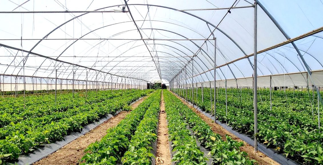 Crop Innovation in the Fast Lane: Unleashing the Potential of Speed Breeding