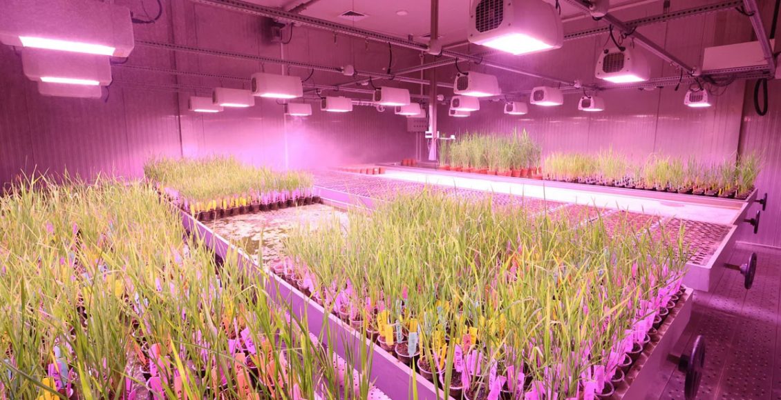 Accelerating crop improvement: The power of integrated speed breeding