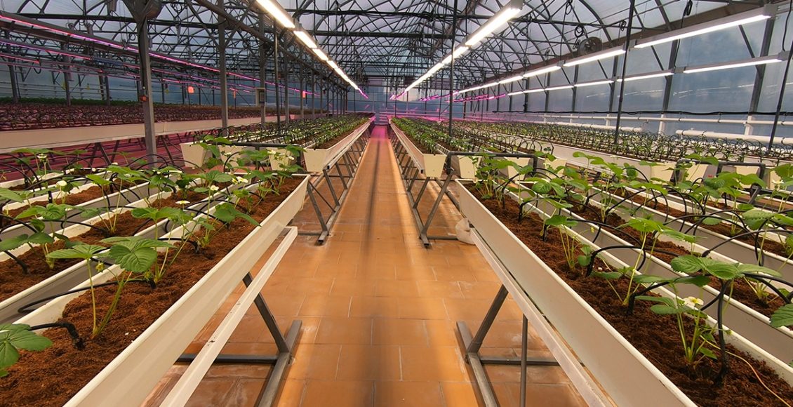 Accelerating crop improvement: The power of integrated speed breeding